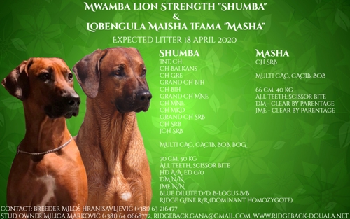 Rhodesian ridgeback expected litter, sire Mwamba Lion Strength Shumba, dam Lobengula Maisha Ifama Masha, reservation of puppies