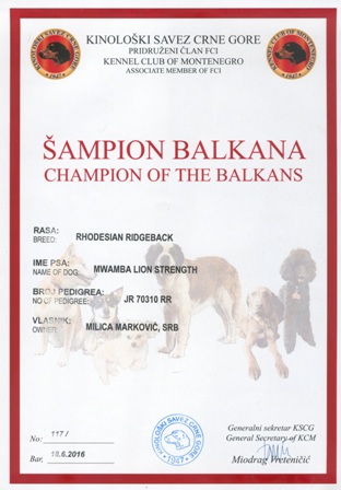 Rodezijski ridžbek mužjak Int CH, Multi CH Mwamba Lion Strength - Šampion Balkana