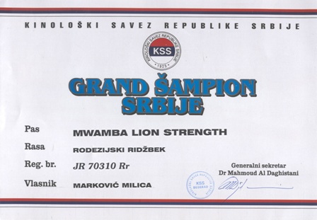 Rodezijski ridžbek mužijak za parenje Grand CH Mwamba Lion Strength "Shumba", Beograd, Srbija